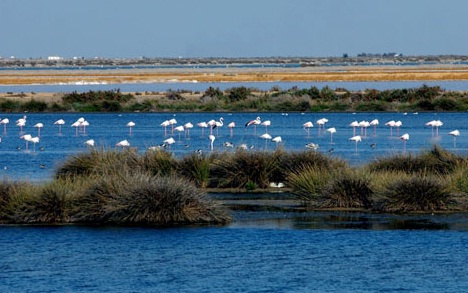 Doñana
