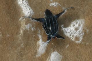 Alistan programa de protección de tortugas marinas en Cuba