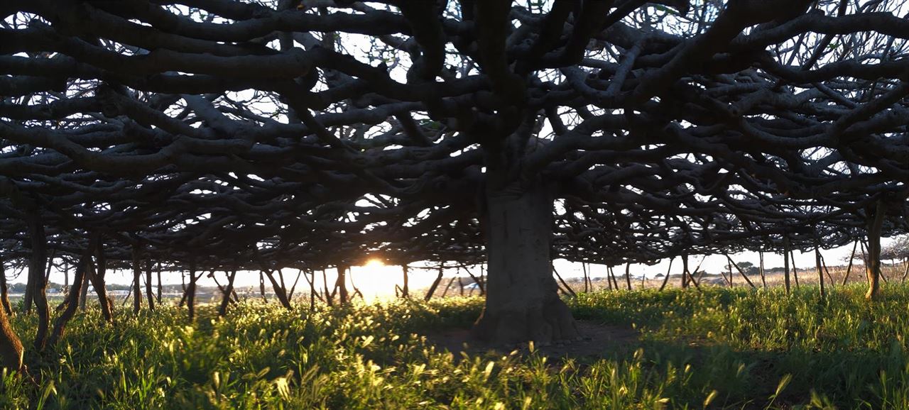 Conoce las dos higueras centenarias de Formentera