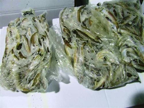 Decomisan 118 kilos de merluza congelada en Tarragona por incumplir con las tallas mínimas