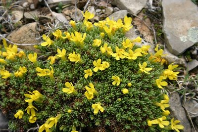 El ozono también ha dañado a la vegetación en Aragón