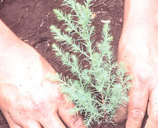 Promueven la siembra de 6 millones de árboles