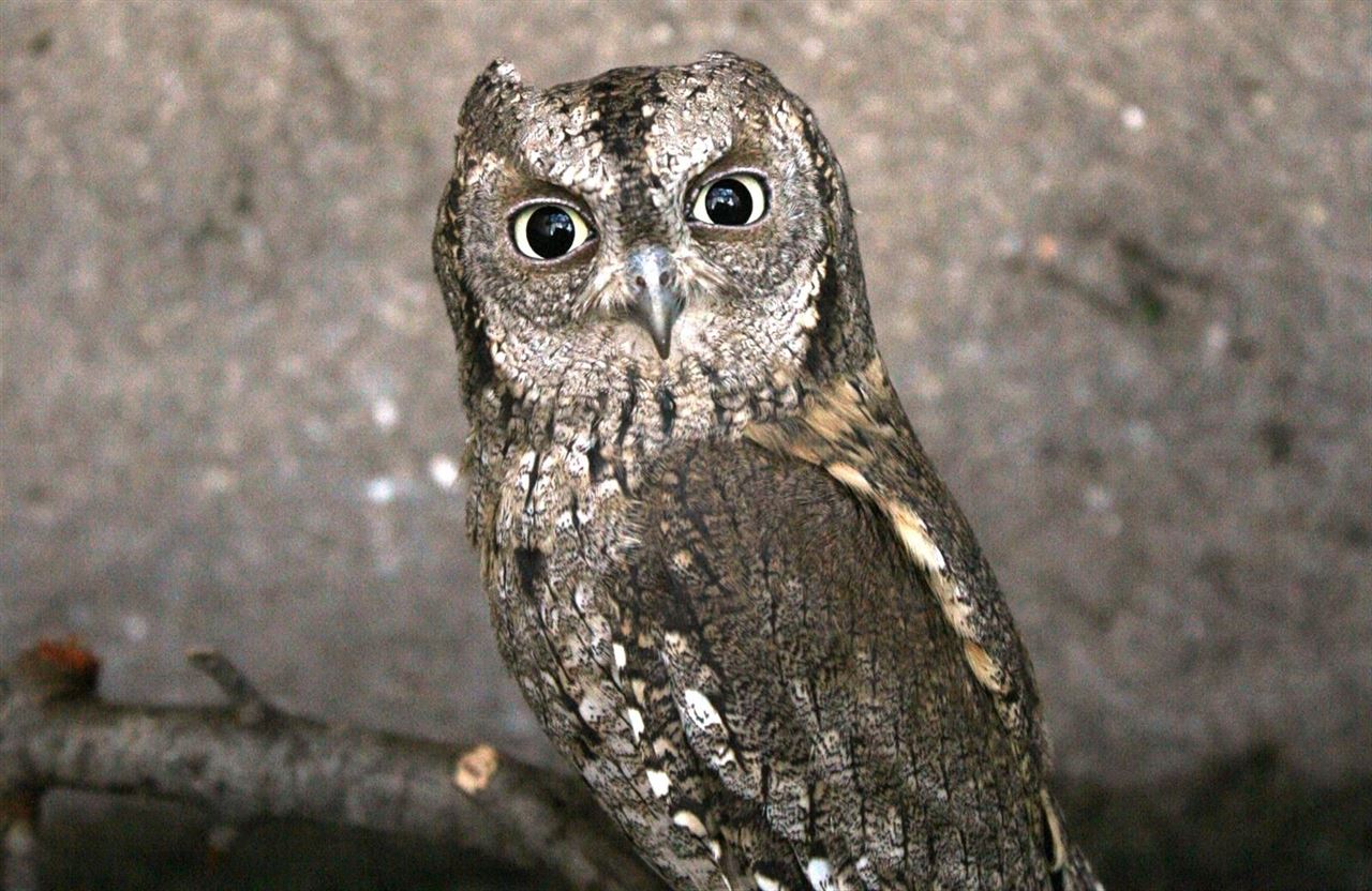 Liberan crías de autillo europeo en su medio natural