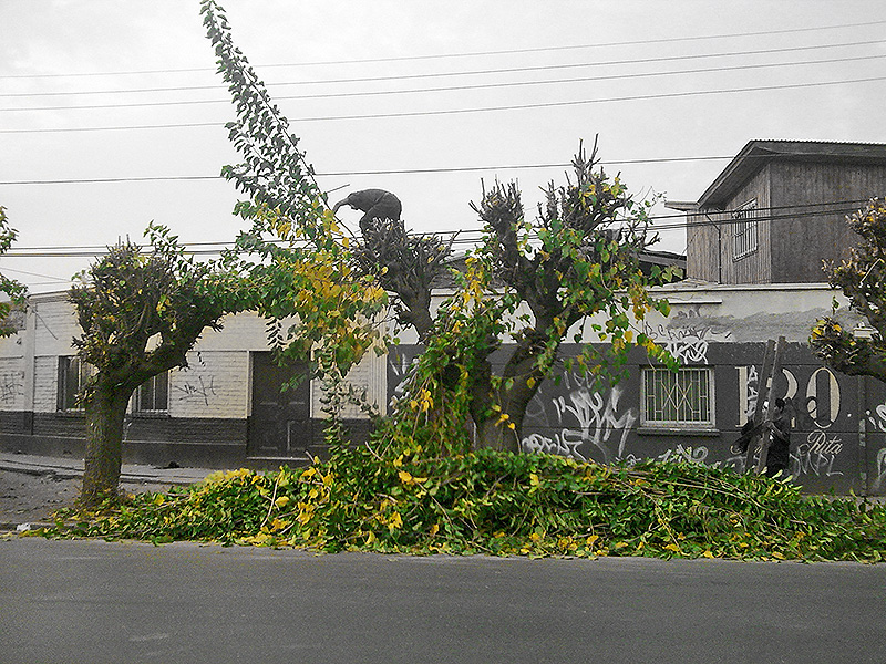 Conservar el bosque urbano