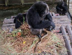 Chimpancé huérfana ‘adopta’ a una pitón en Congo