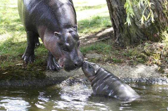 Los hipopótamos de Pablo Escobar deambulan por Colombia
