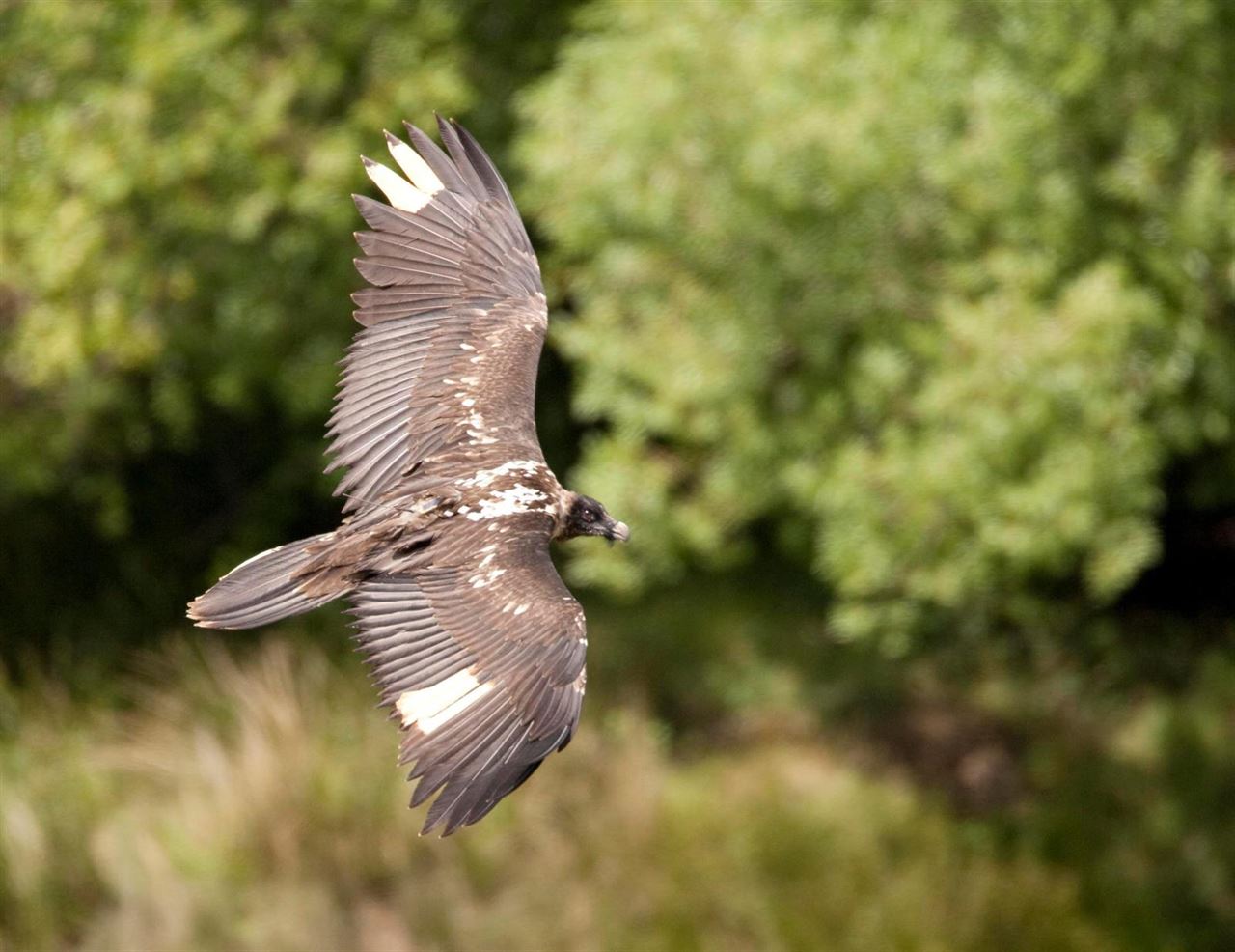 Ya son ocho los pollos de quebrantahuesos nacidos en esta temporada