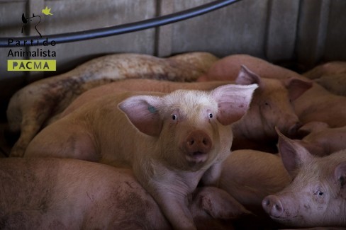 PACMA: la producción industrial de cerdos es peligrosa para la salud