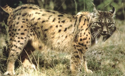 Confirmada la presencia estable de un nuevo ejemplar de lince ibérico en Ciudad Real