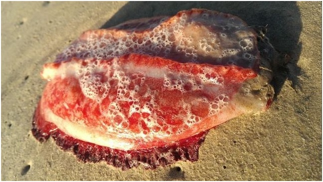 Misterioso monstruo marino aparece en playas australianas