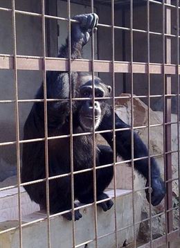 Proyecto gran simio pide a las autoridades aduaneras de castellón y a la secretaria de certificación cites