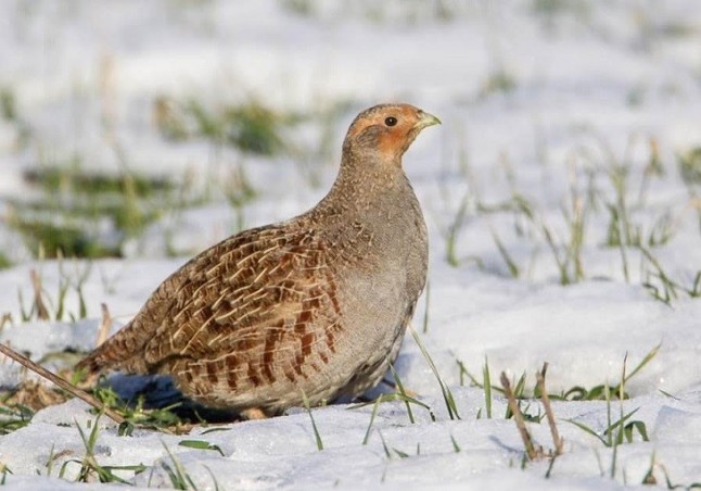 La Generalitat de Catalunya y su oscurantismo en lo relativo a la fauna protegida