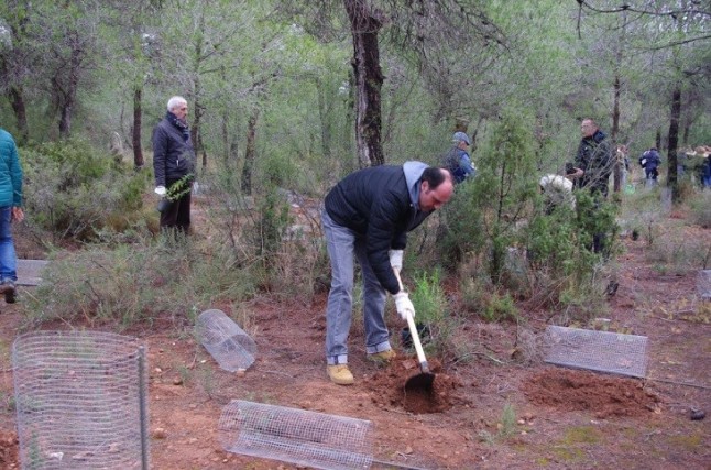 Primer paso en la Pobla de Vallbona para salvar de la extinción el Cistus heterophyllus