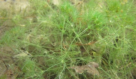 Primera planta viva de la era de los dinosaurios en Norteamérica