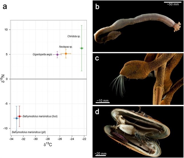 Insólitas criaturas descubiertas en el fondo del Océano Índico