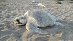 Consulta decreto en ley de vida silvestre