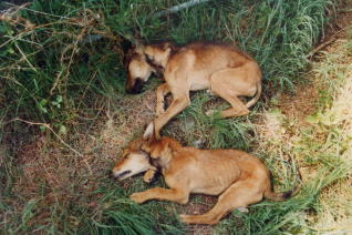 Agentes forestales piden a los veterinarios que les avisen si llegan animales envenenados a sus clínicas