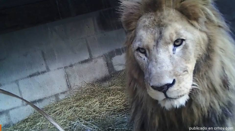 Costa Rica. El león Kivú no come