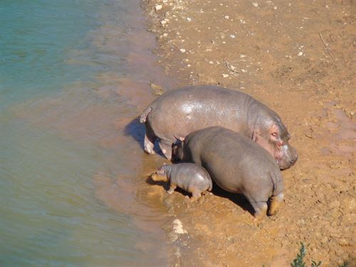 Nace una nueva cría de hipopótamo en Cabárceno (Cantabria)