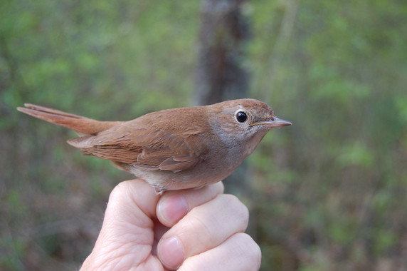 El ritmo de la primavera influye en la longitud de las alas del ruiseñor