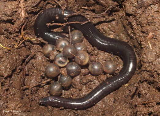 Conoce los anfibios más desconocidos