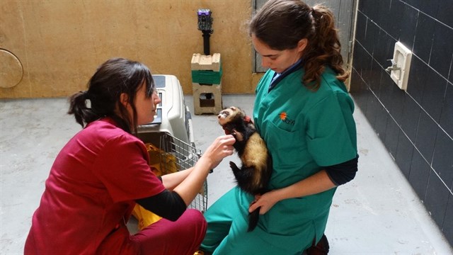 El Hospital de Fauna Salvaje de GREFA atendió a más de 5.600 animales en 2016