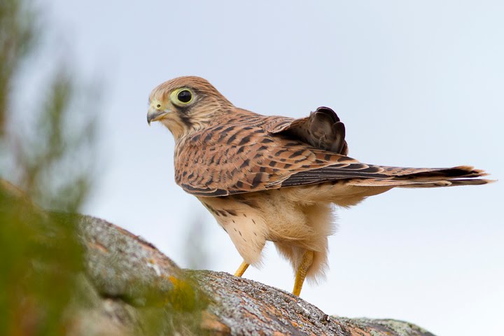 Mutilan un cernícalo en Sanlúcar