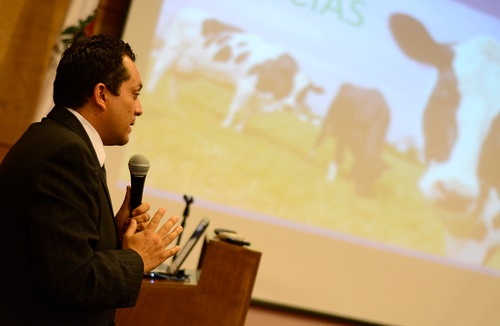 Vacas alimentadas con papel