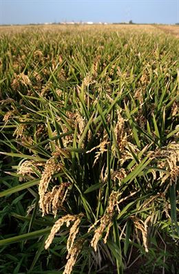 Los arroceros valencianos recibirán ayudas agroambientales hasta 2020