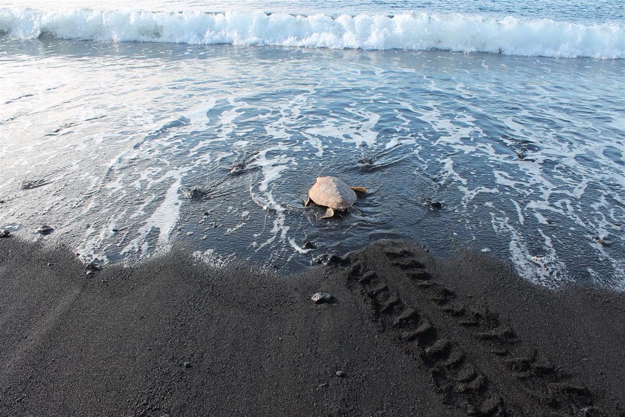 Liberada una tortuga al mar en la playa de La Nea