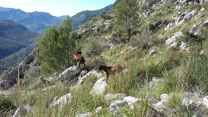 El Consell contrata a diez margers y forestales desempleados para recuperación en Sa Coma de Tossals