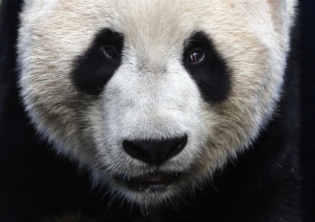 Oso panda
