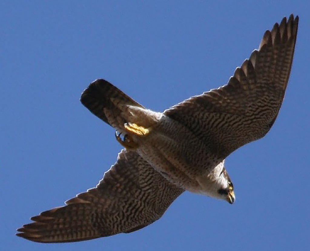 La fauna y la flora de Europa más protegidas con la ampliación de Natura 2000