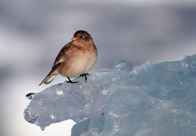 En latitudes medias del Hemisferio Norte. La fusión del Ártico conlleva  inviernos muy duros