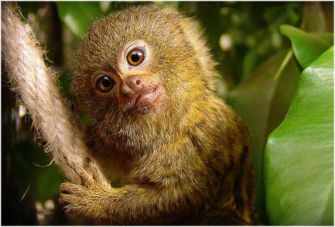 Llegan al Zoobotánico de Jerez tres ejemplares de Titís pigmeos