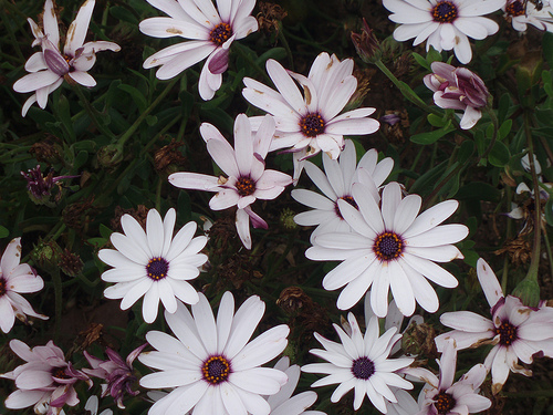 La Red Andaluza de Jardines Botánicos asumirá el estudio de cinco plantas amenazadas
