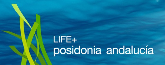 Buceadores voluntarios en el puente del Pilar