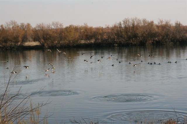 Arranca el Plan de Gestión de las zonas ZEPA para las aves de ambientes esteparios