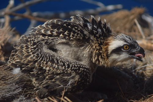 Vuelan tres nuevos guinchos en la isla de El Hierro