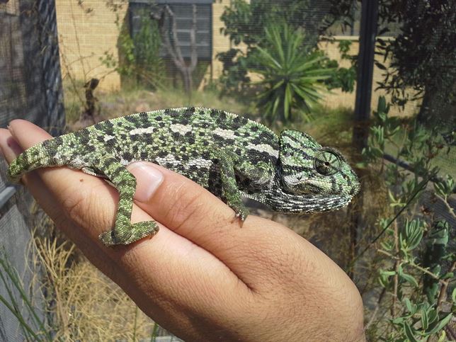 Se liberaran 8 camaleones en los Montes de Málaga