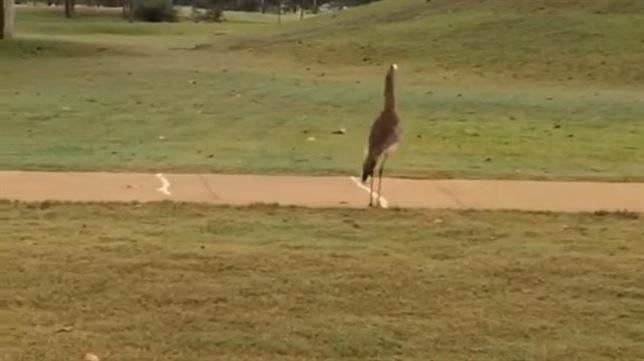 Golfista con ‘alas’ (Vea VIDEO)