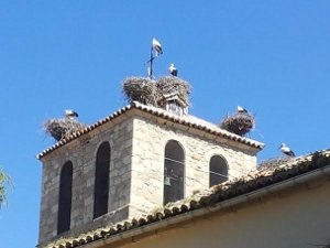 Soto el Real ‘eliminará’ 50 nidos de cigüeña