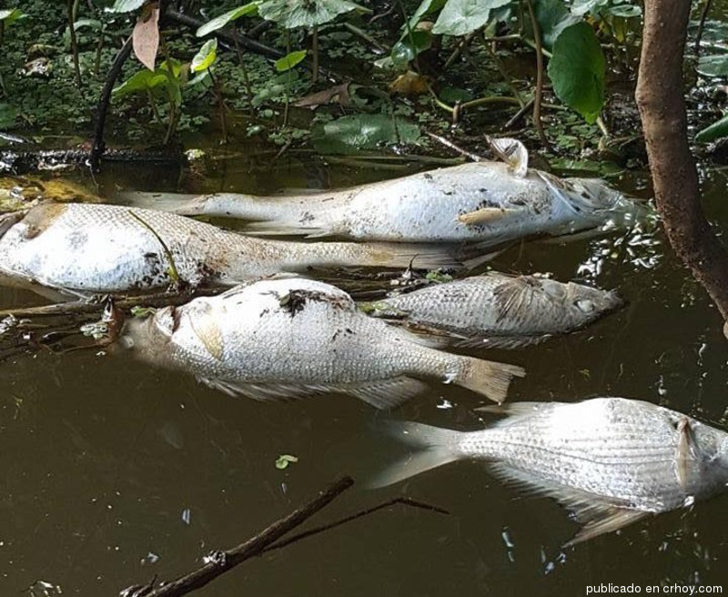 Denuncian muerte masiva de peces en Limón