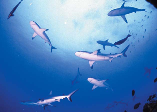 La ONG Pew Environment apuesta por el uso de alternativas en la pesca para reducir la mortalidad en los tiburones