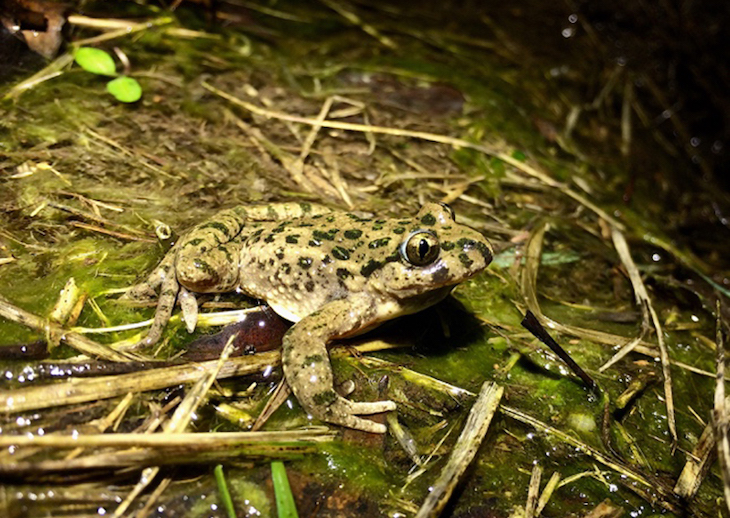 Nuevas claves del origen de las especies