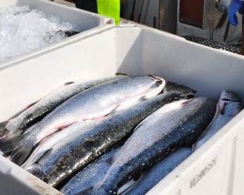 Pesca en el mar Báltico para 2017