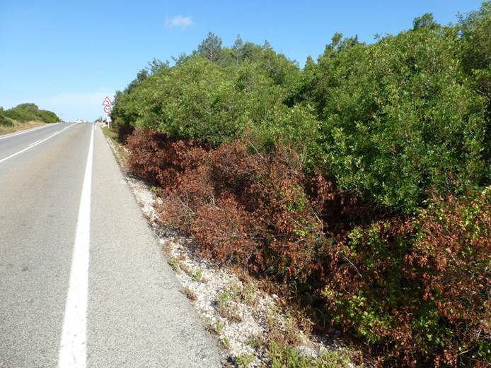 Las cunetas de las carreteras madrileñas ‘atiborradas’ de herbicida