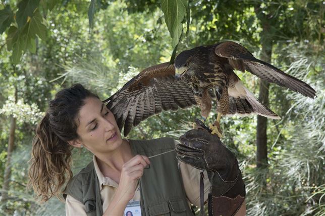 Un águila Harris y un halcón lanario se incorporan a la zona de rapaces del Parque de las Ciencias
