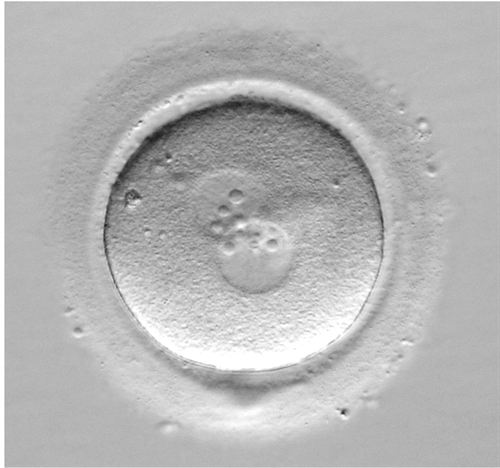 Una nueva técnica permite observar aspectos críticos del desarrollo embrionario en mamíferos