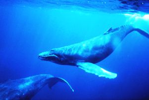 México. Más de 3.000 ballenatos nacieron en sus aguas los últimos cinco años